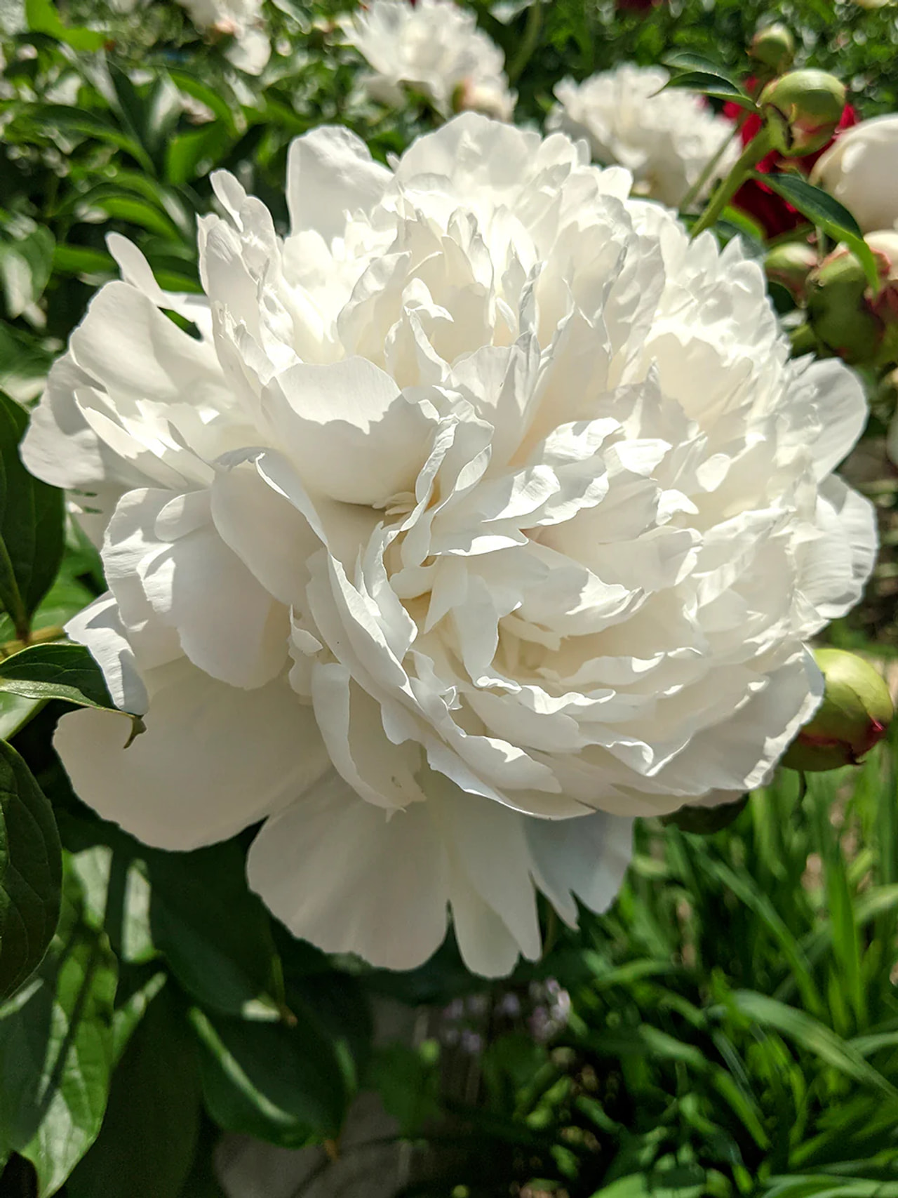 Pivoňka Duchesse de Nemours, Loukykvět