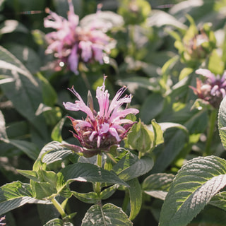 Monarda Beauty of Cobham, Loukykvět