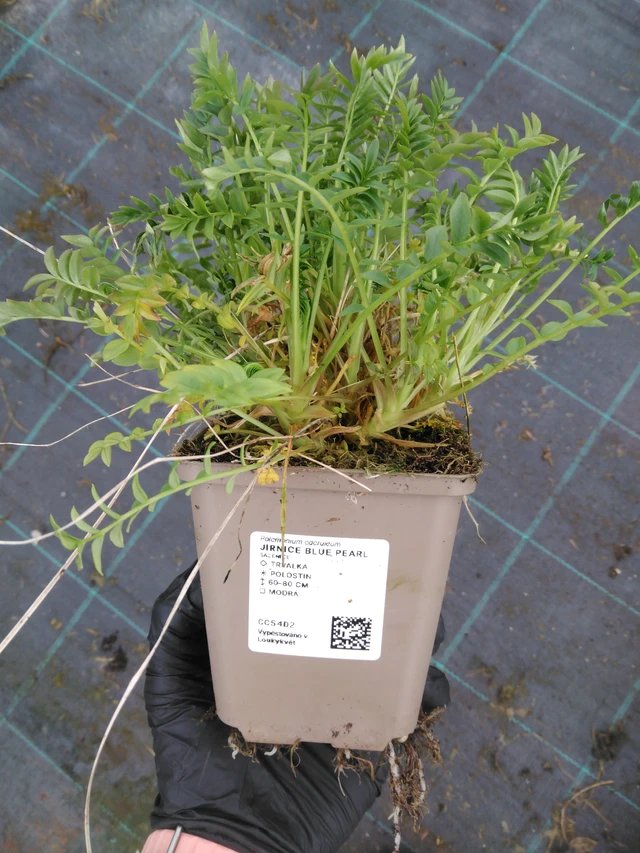Jirnice Blue Pearl - 1. 4. 2026