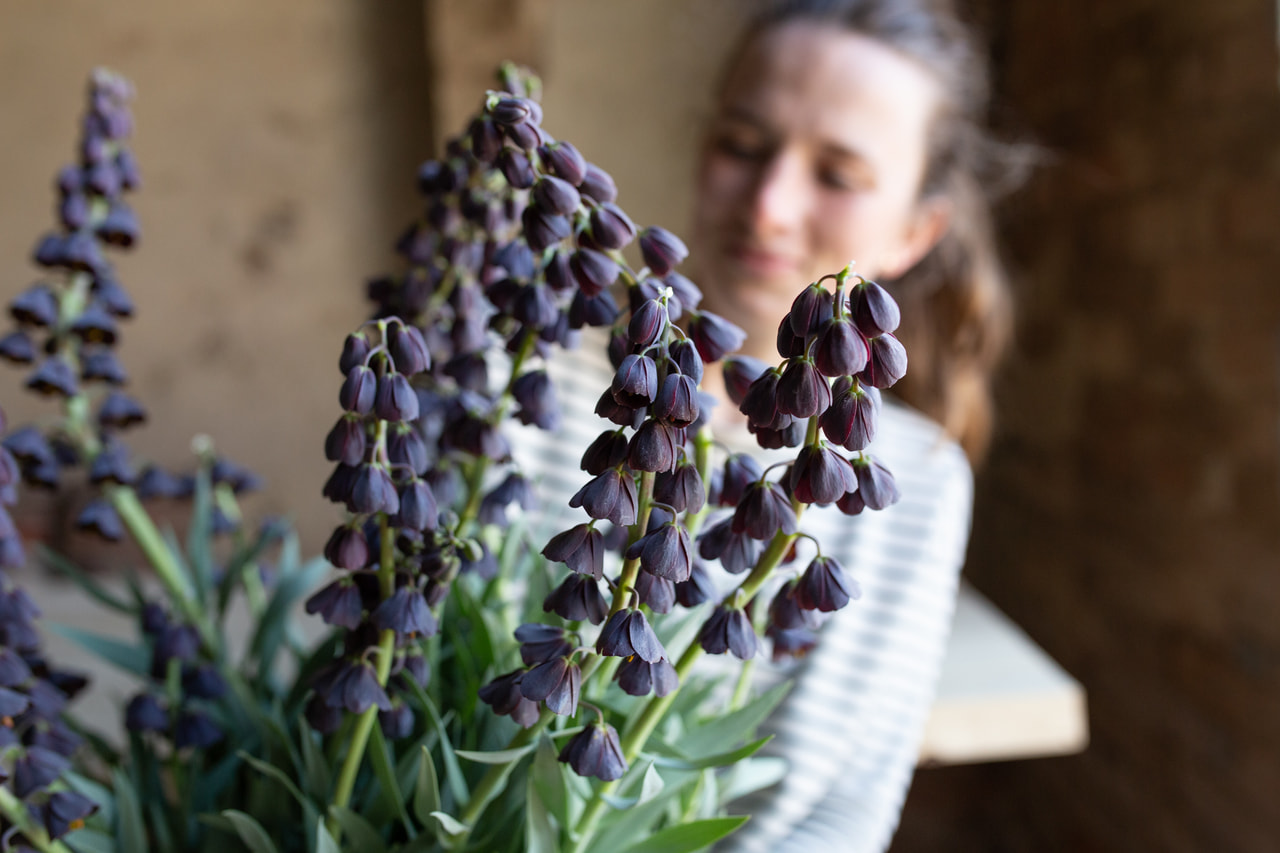 Řebčík perský, Loukykvět