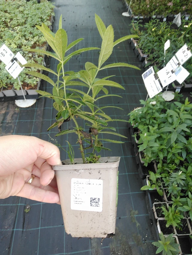 Rozrazilovec Album - 19. 8. 2025