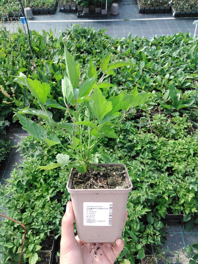 Clematis Praecox - 2024