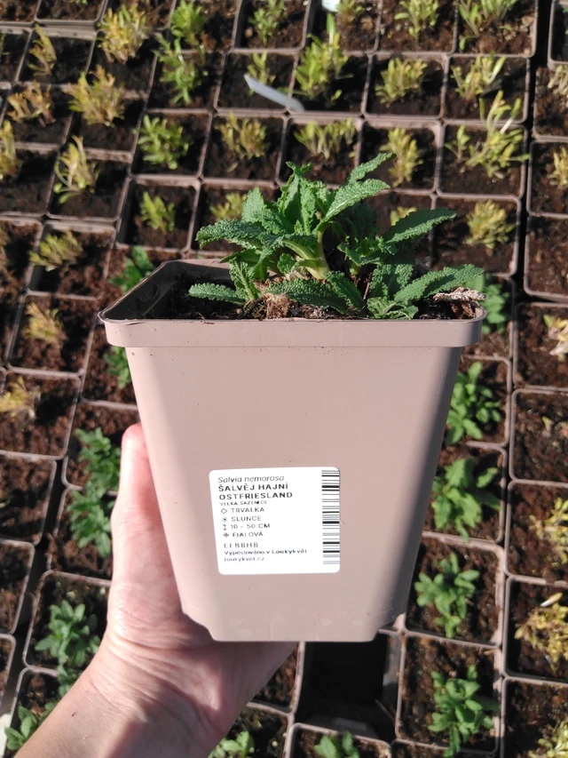 Šalvěj hajní Ostfriesland - 2024