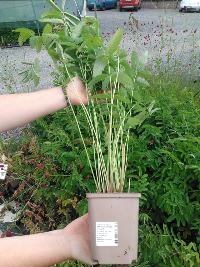 Verikurjenpolvi Arnhem - 2024