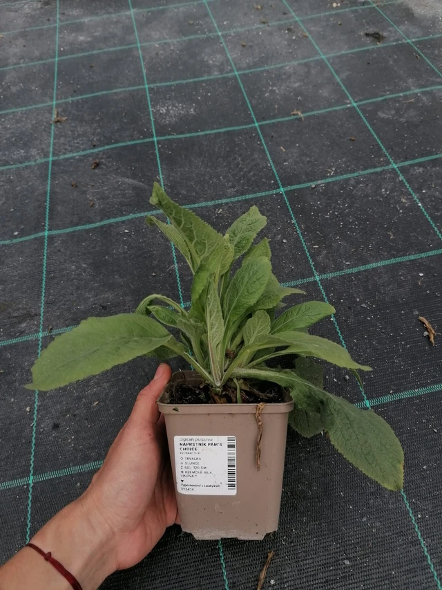 Dedalera Pam’s Choice - 2024