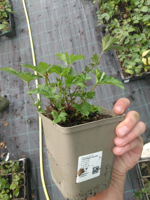 Angervo Kahome - 25. 7. 2025