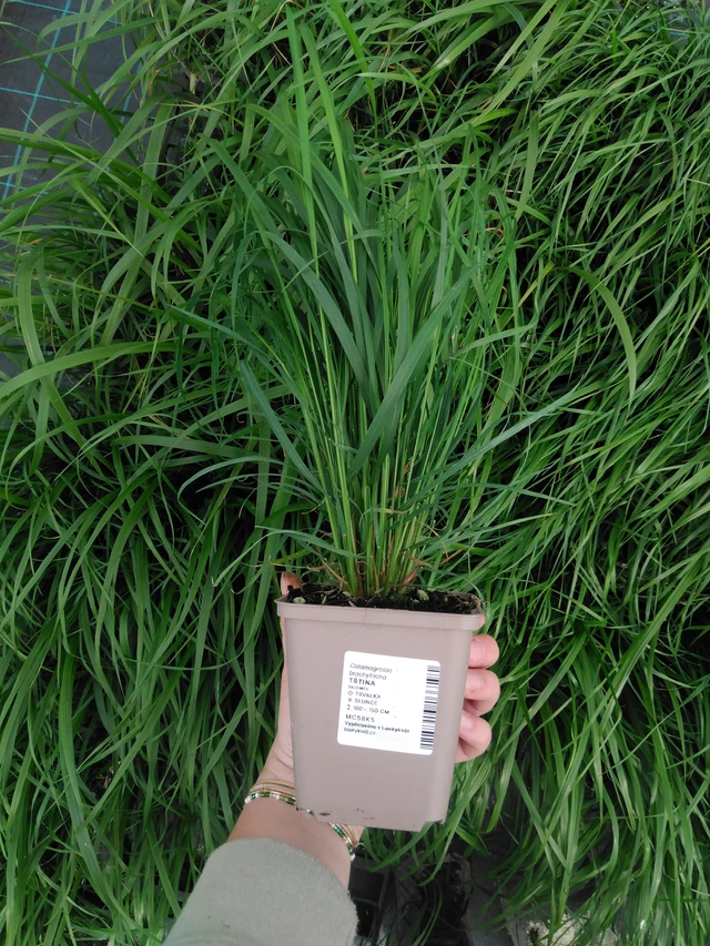 Třtina chloupkatá - 2024