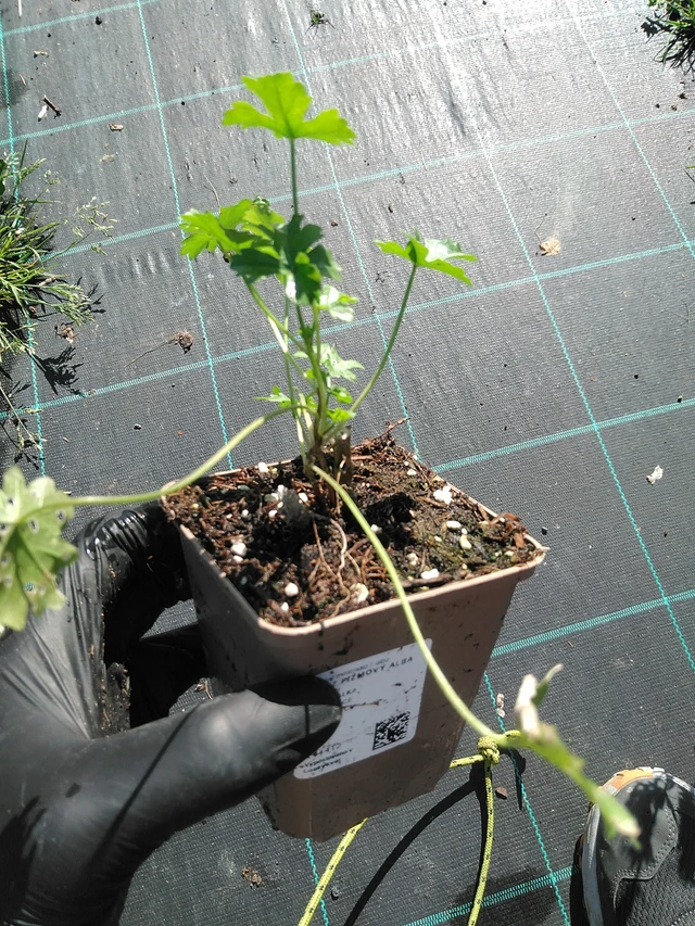 Sléz pižmový Alba - 19. 8. 2025