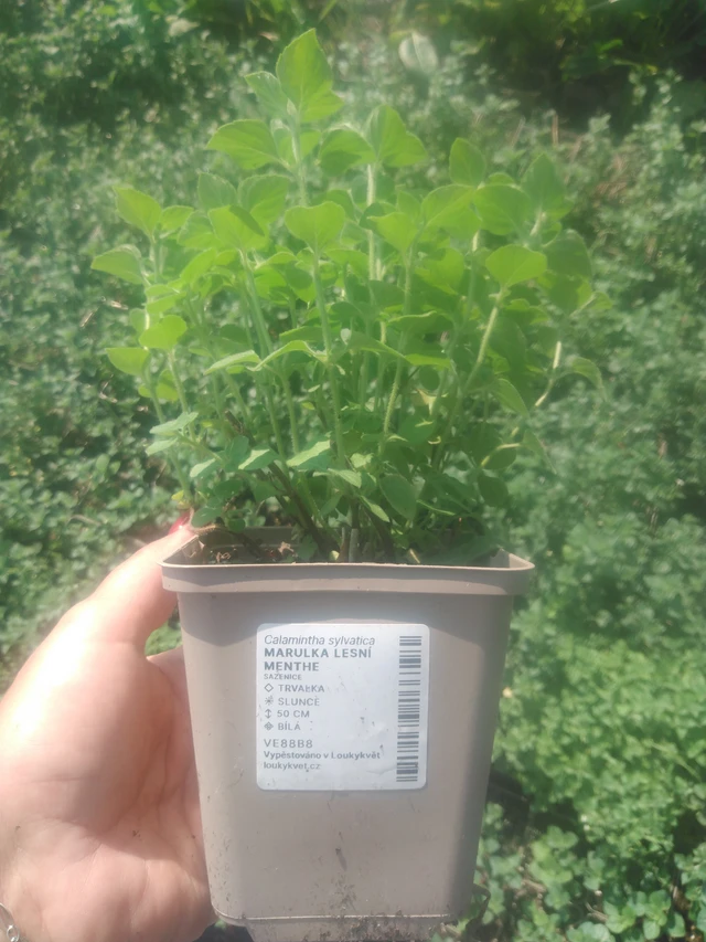 Myskimalva Menthe - 2024