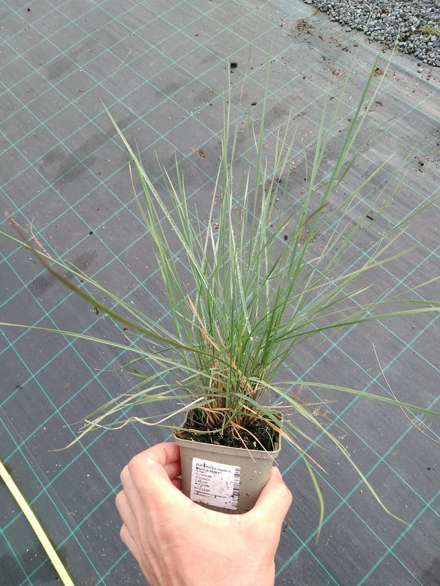 Muhla Ruby - 28. 7. 2025