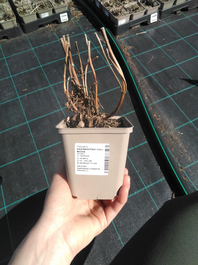 Coreopsis Full Moon - 3. 4. 2025