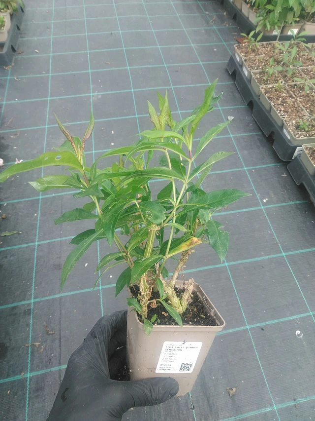 Phlox Sweet Summer Sensation - 10. 9. 2025