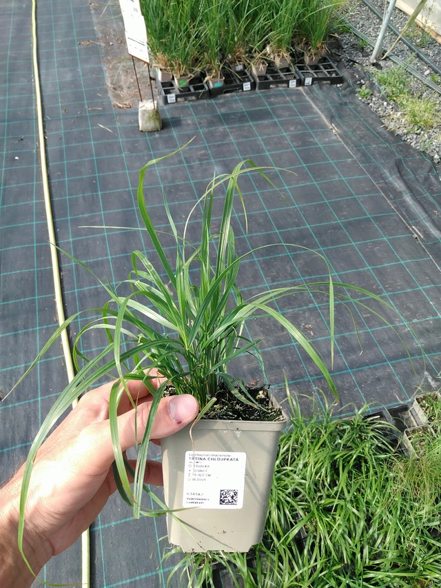 Třtina chloupkatá - 24. 6. 2025