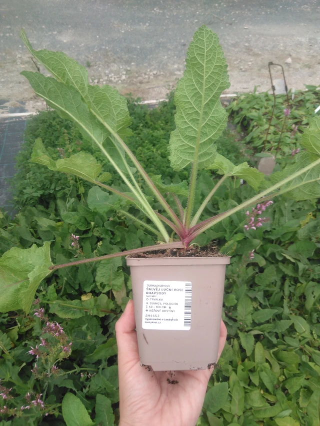 Šalvěj luční Rose Rhapsody - 2024