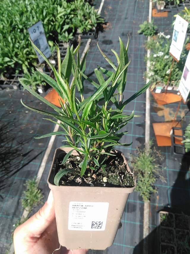 Penstemon Apple Blossom - 30. 6. 2025