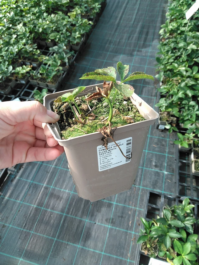 Hellebore Double Ellen Yellow Spotted - 11. 7. 2025