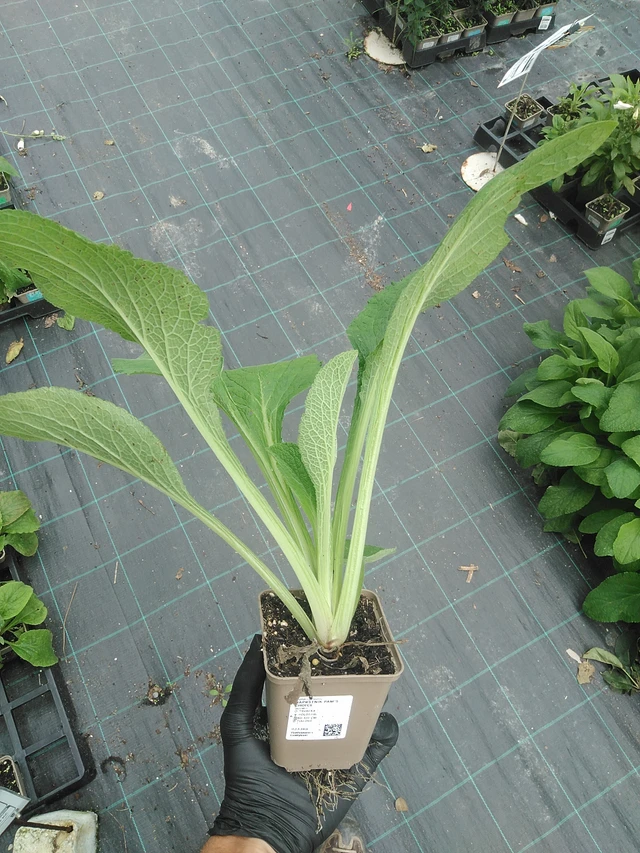 Dedalera Pam’s Choice - 31. 7. 2025