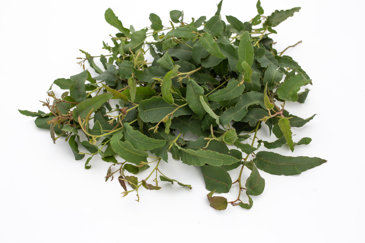 Eukalyptus citrónový, Loukykvět