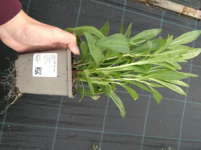 Sneezeweed Helena Gold - 11. 7. 2025