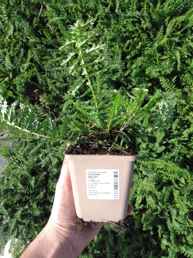 Filipéndula común - 2024