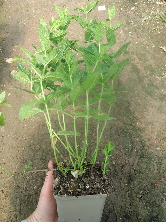 Marocká máta - 17. 7. 2025