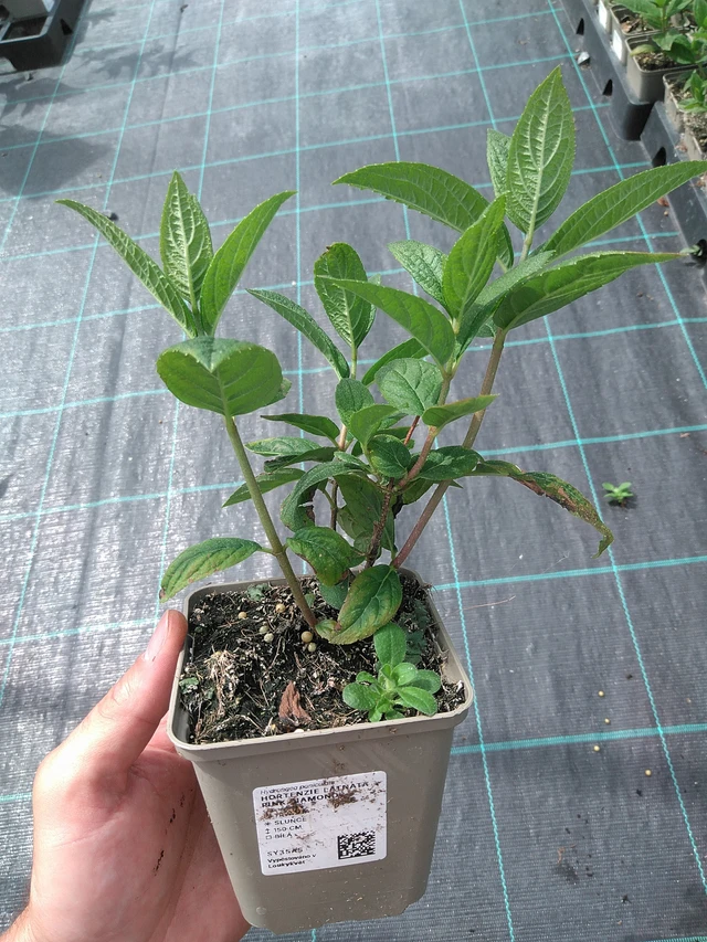 Hortensia Pink Diamond - 26. 6. 2025