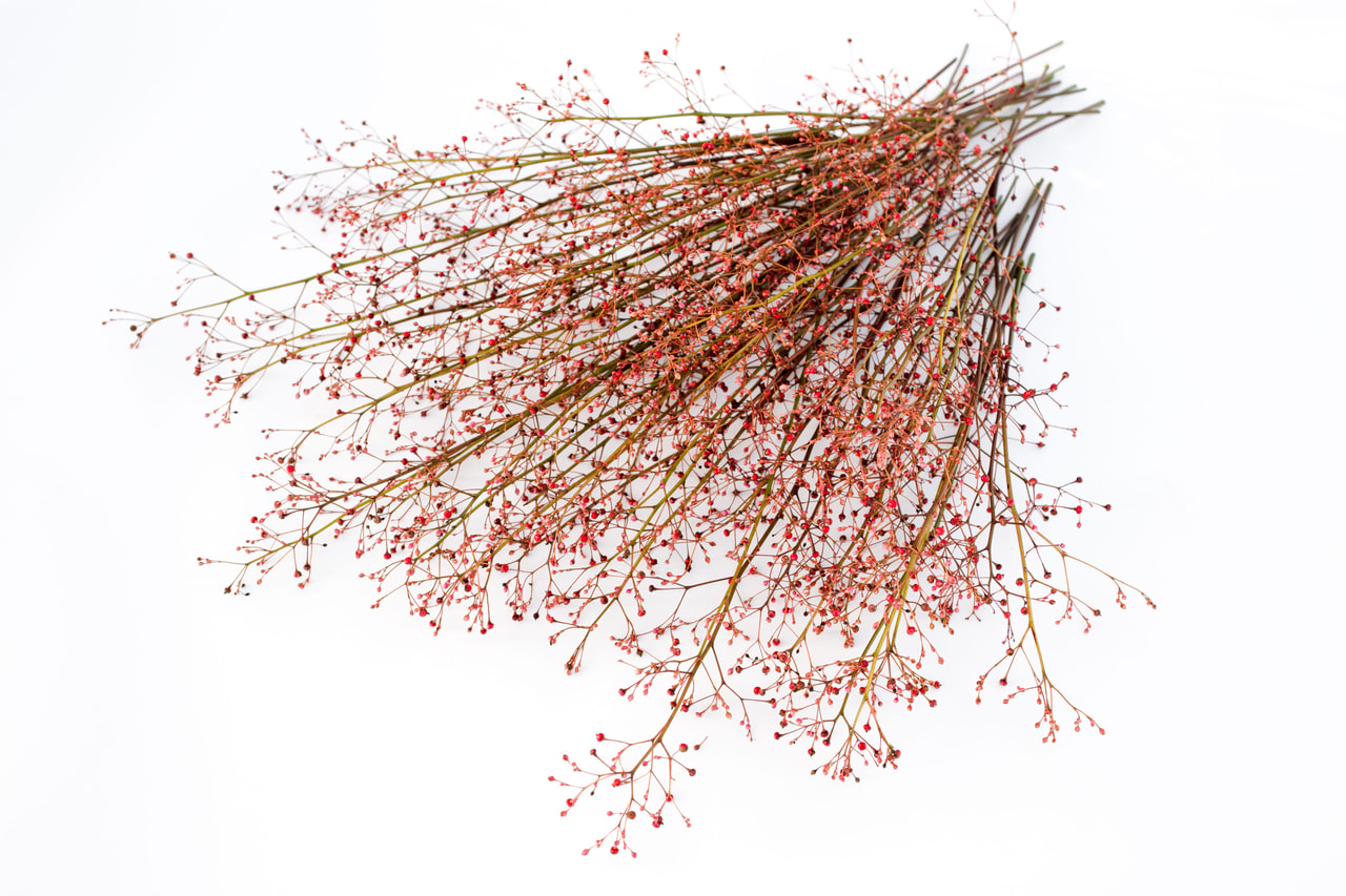 Talinum latnaté Jewels of Opar, Loukykvět