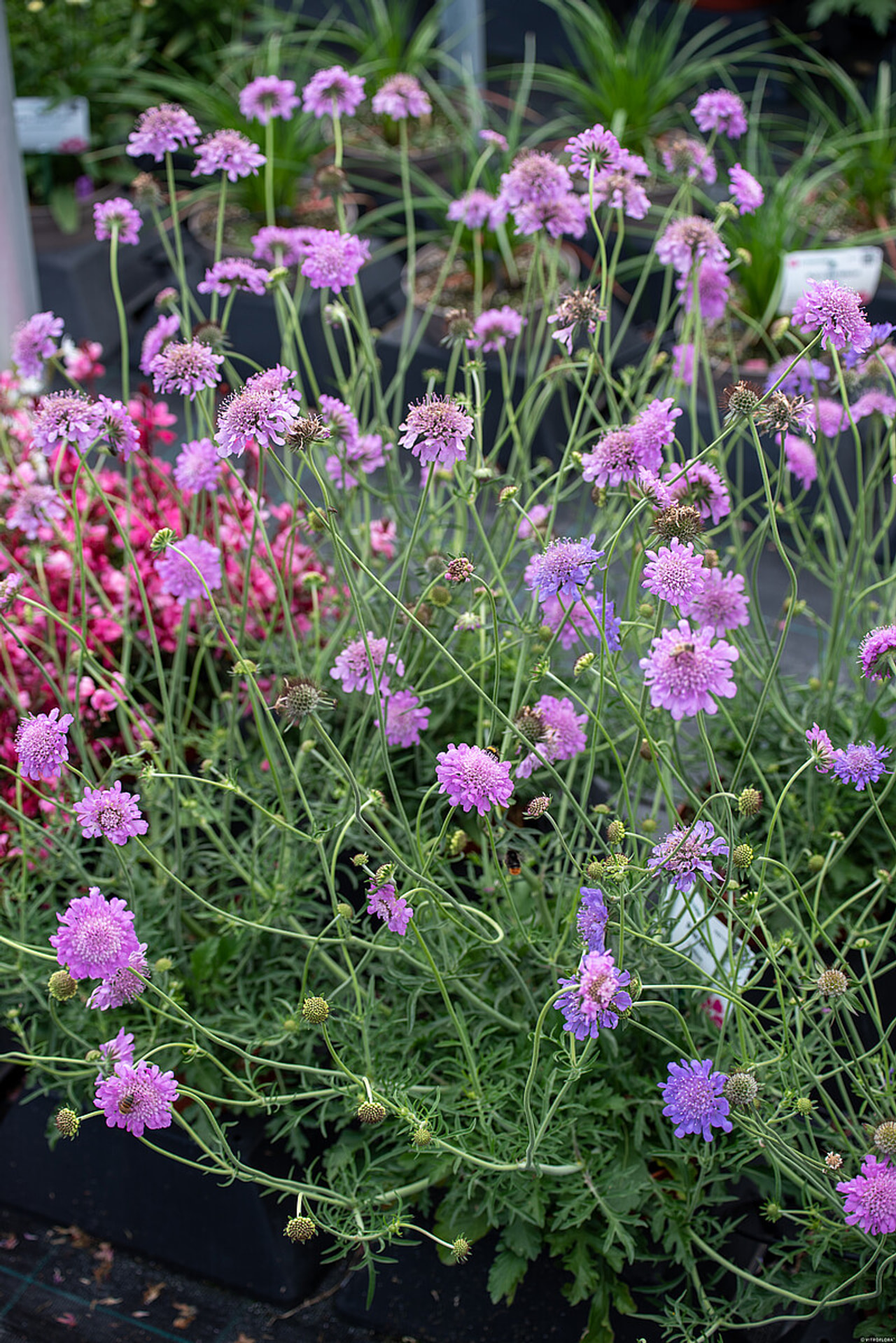 Hlaváč Pink Mist, Loukykvět