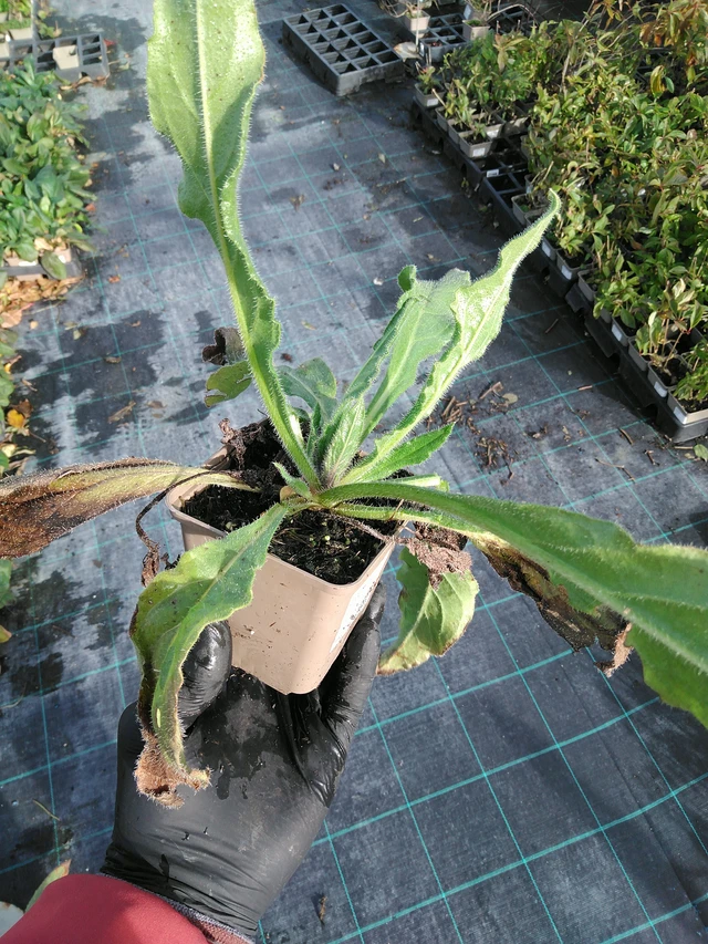 Sinipilvikkä - 31. 10. 2025