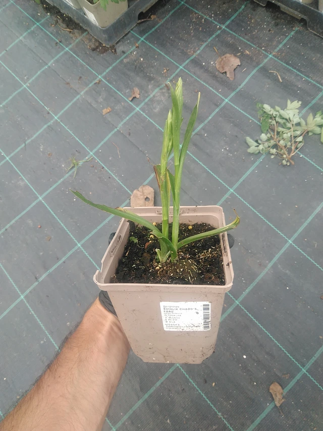 Physostegia Chadd's Ford - 10. 9. 2025