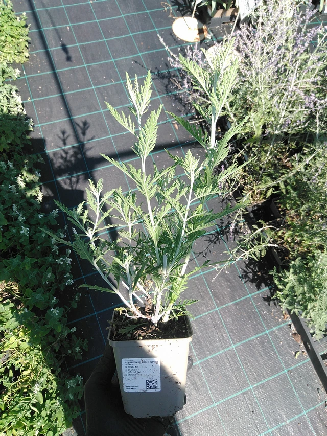 Pensaskanerva Blue Spire - 19. 8. 2025