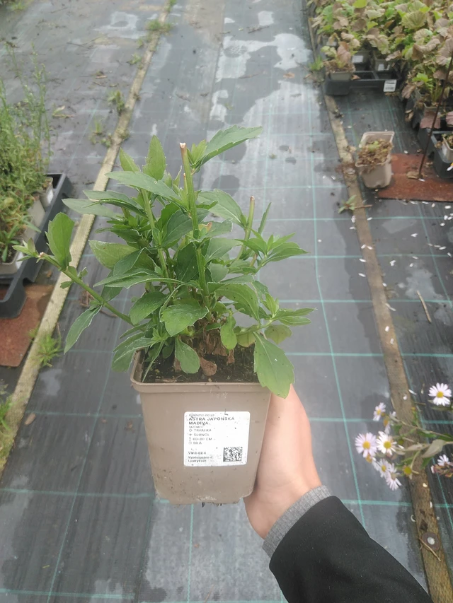 Aster japonés Madiva - 10. 10. 2025