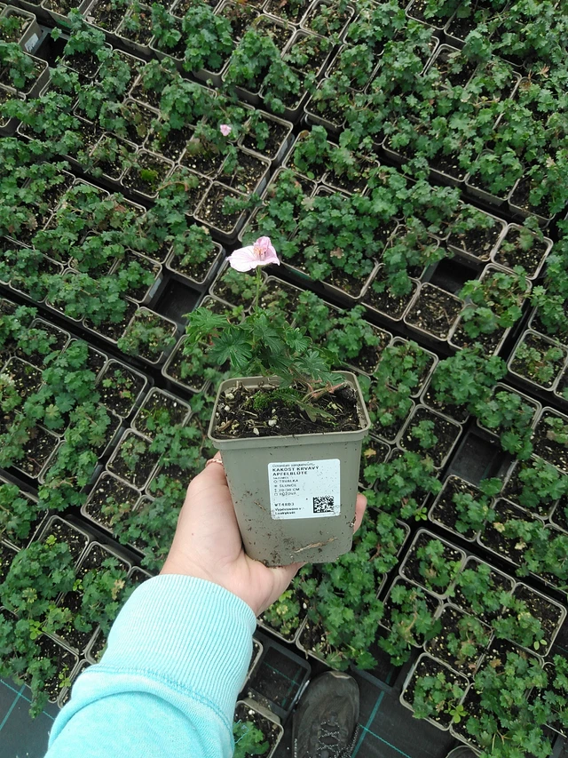 Verikurjenpolvi krvavý Apfelblüte - 9. 6. 2025