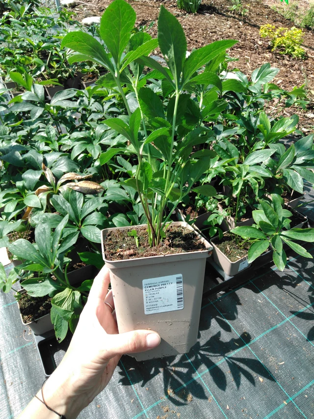 Eléboro Pretty Ellen Purple - 2024