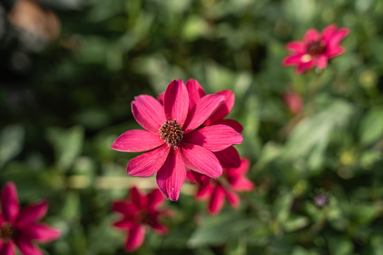 Pillangóvirág Cherry Chocolate, Loukykvět