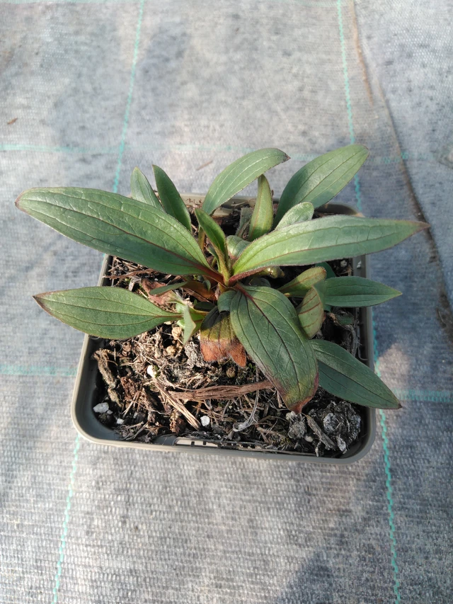 Echinacea Rocky Top - 3. 4. 2025