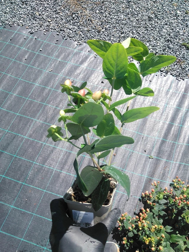 Hipérico Globo Coral - 19. 8. 2025