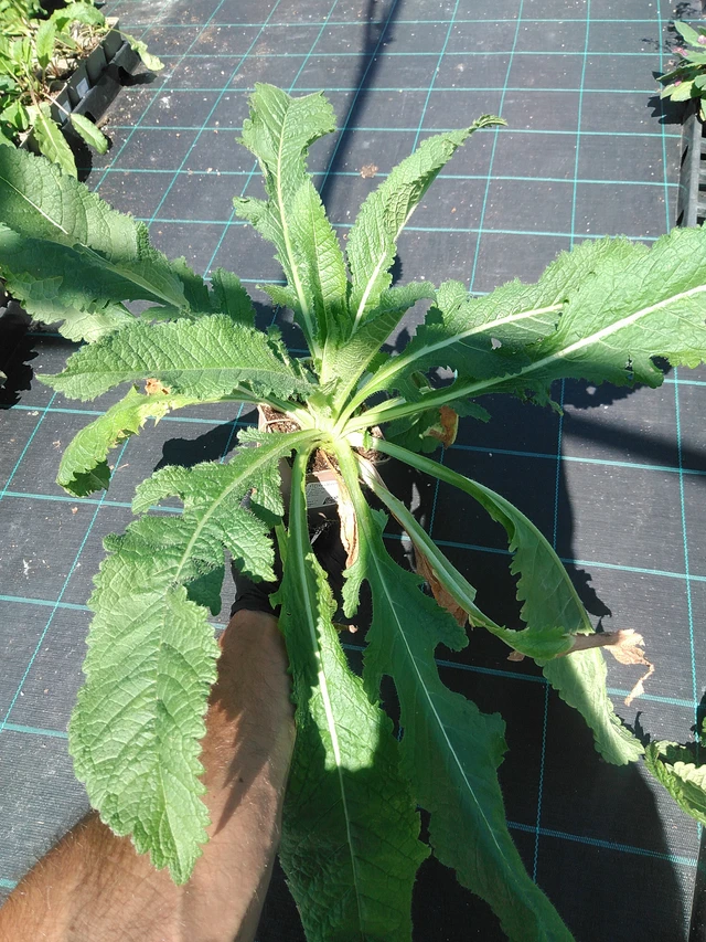 Štětka laločnatá - 19. 8. 2025