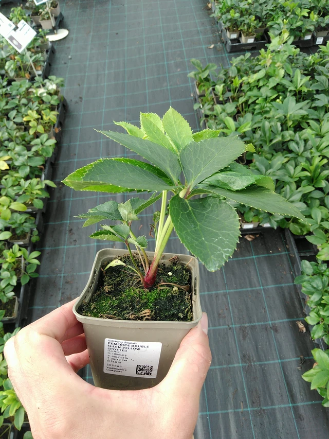 Hellebore Double Ellen Yellow Spotted - 28. 7. 2025