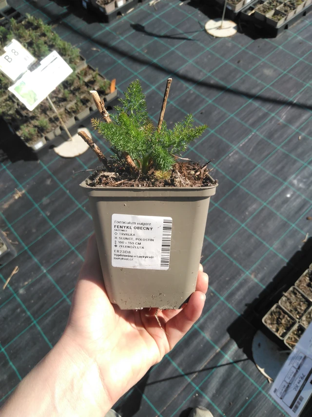 Common fennel - 3. 4. 2025