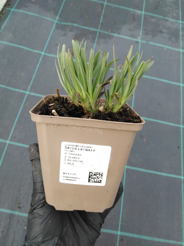 Schleierkraut - 1. 4. 2026