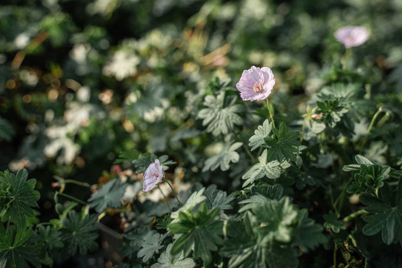 Piros gólyaorr Apfelblüte, Loukykvět