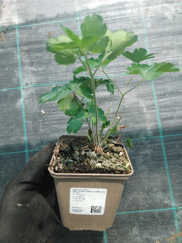 Columbine Rose Barlow - 1. 7. 2025