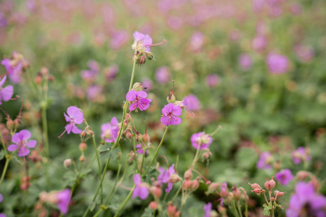 Kantábriai gólyaorr Cambridge, Loukykvět