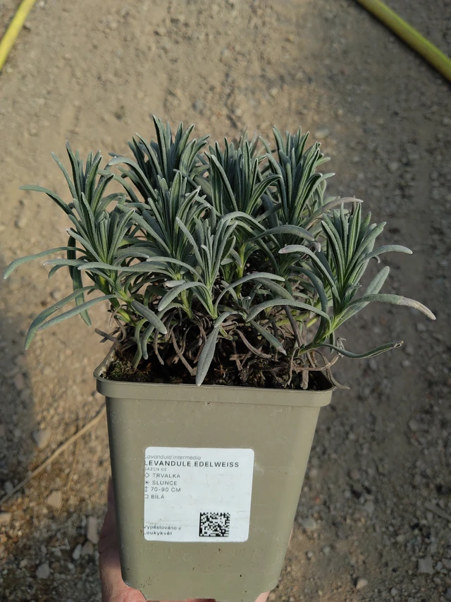 Lavande Edelweiss - 27. 3. 2026