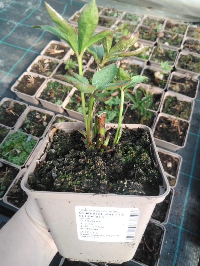 Hellebore Pretty Ellen Red - 3. 4. 2025