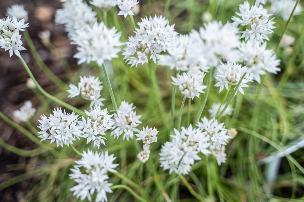 Česnek Graceful Beauty , Loukykvět