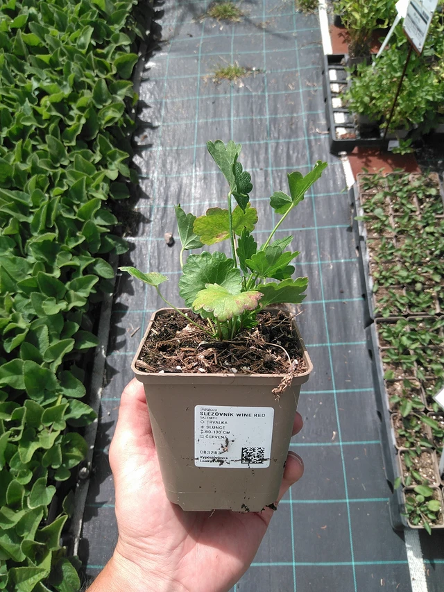 Malesiini Wine Red - 24. 6. 2025