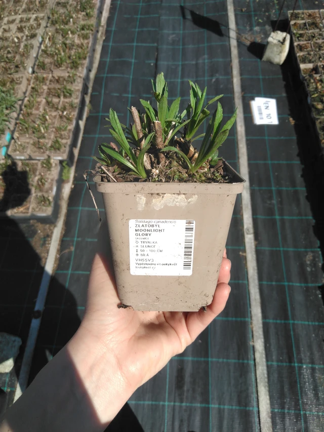 Zlatobýl Moonlight Glory - 3. 4. 2025