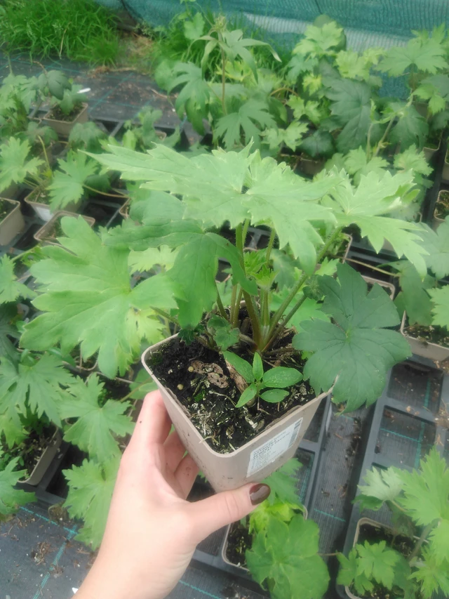 Espuela de caballero Benary’s Pacific Astolat - 2024